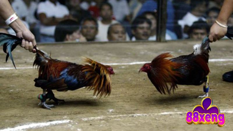 Đá Gà Tre | Luật Chơi, Cách Chọn Gà, Bí Kíp Thắng Lớn Kỹ thuật, chiến thuật đá gà tre từ cao thủ