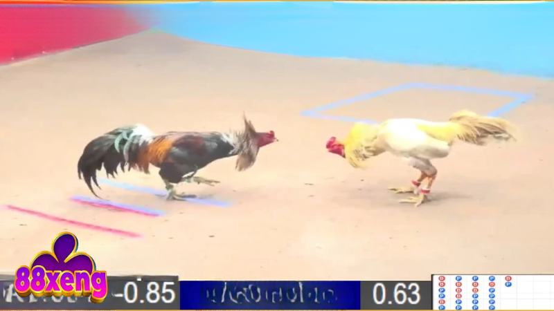 Đá Gà Thomo - Sân Chơi Kiếm Thưởng Tiềm Năng Cho Ai Đam Mê Trường đá gà trực tiếp Philippines, hội tụ chiến kê cựa sắt hung hãn nhất