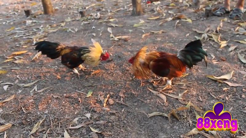 Đá Gà Tre | Luật Chơi, Cách Chọn Gà, Bí Kíp Thắng Lớn Tìm hiểu khái niệm đá gà tre trước khi tham gia