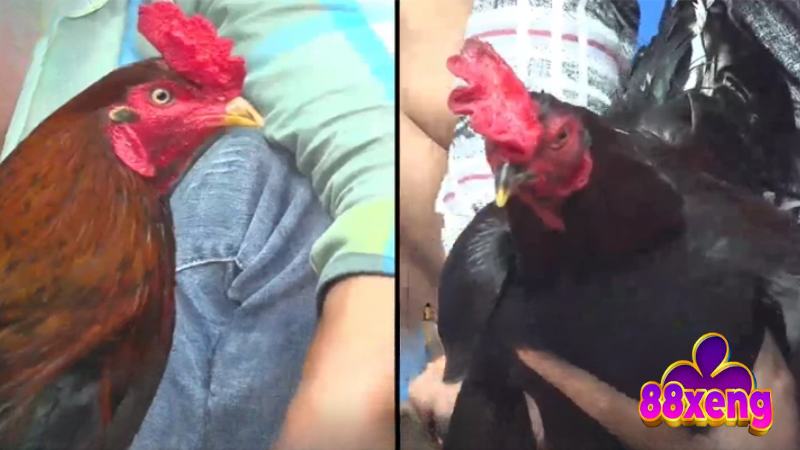 Đá Gà Thomo - Sân Chơi Kiếm Thưởng Tiềm Năng Cho Ai Đam Mê Sơ lược khái niệm đá gà trực tiếp là gì cho tân thủ