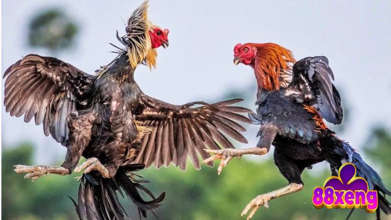 Đá Gà Tre | Luật Chơi, Cách Chọn Gà, Bí Kíp Thắng Lớn Phương pháp lựa chọn chiến kê để đá gà tre