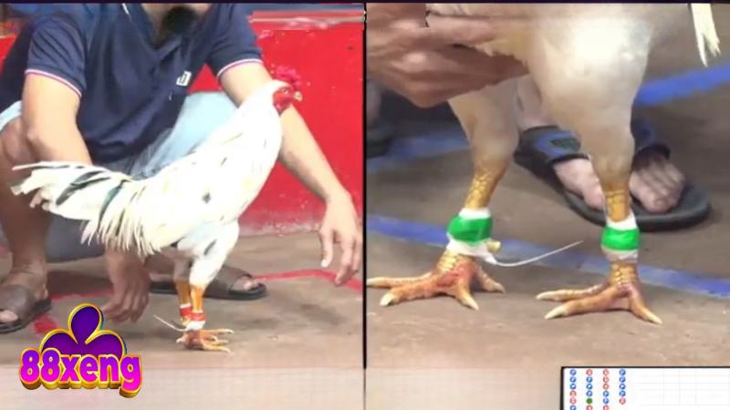 Đá Gà Thomo - Sân Chơi Kiếm Thưởng Tiềm Năng Cho Ai Đam Mê Quy định về các cửa cược đá gà trực tiếp tại 88Xeng