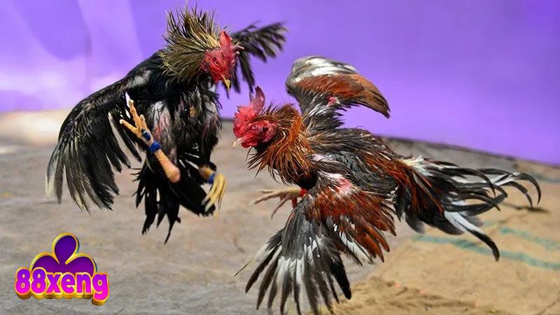 Đá Gà Thomo - Sân Chơi Kiếm Thưởng Tiềm Năng Cho Ai Đam Mê Tham gia đá gà trực tiếp có thể theo dõi dễ dàng, tiện lợi tối đa